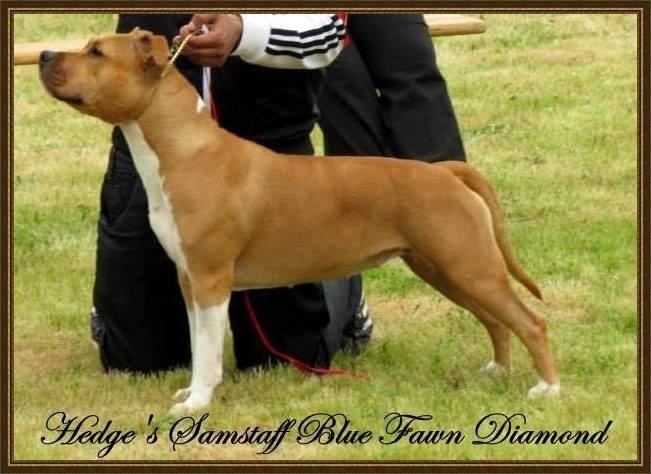 CH. Hedge's samstaff Blue fawn diamond