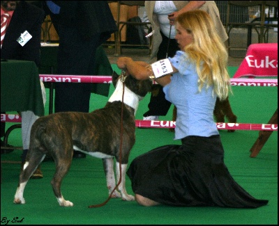 Blue fawn diamond - Championnat de France 2010