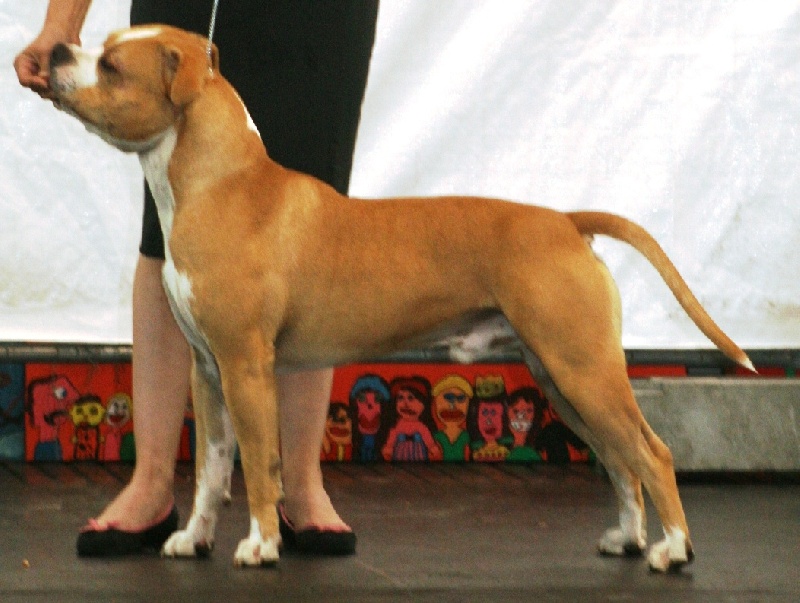 CH. Sierra's Perfect diamond pure ambition