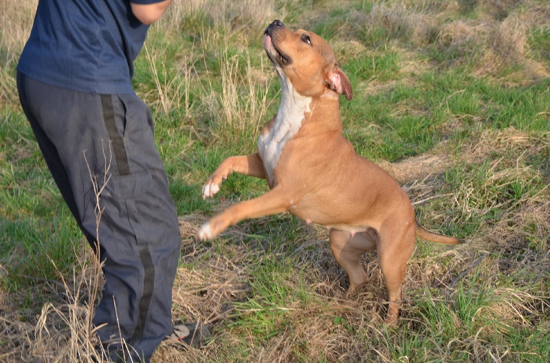 Femme fatale Blue fawn diamond