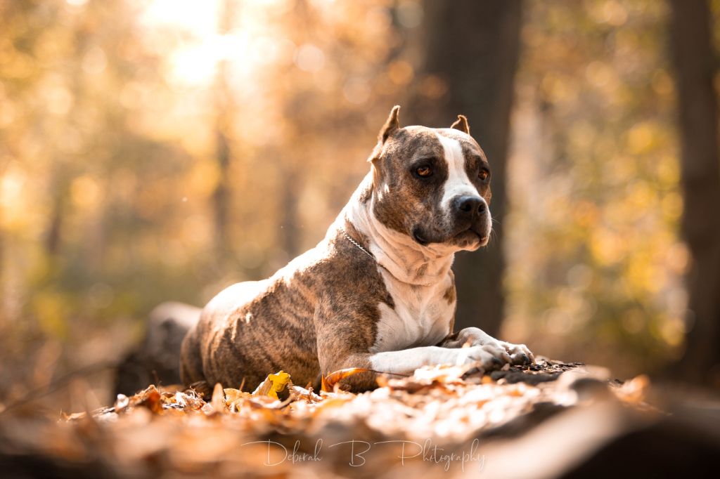 CH. Jenova's destiny of Blue fawn diamond