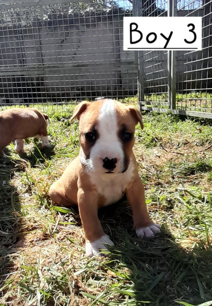 Blue fawn diamond - Chiots disponibles - American Staffordshire Terrier