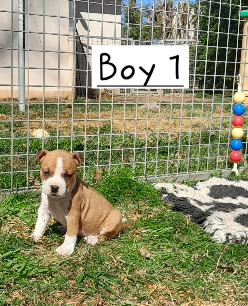 Blue fawn diamond - Chiots disponibles - American Staffordshire Terrier